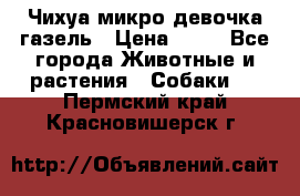 Чихуа микро девочка газель › Цена ­ 65 - Все города Животные и растения » Собаки   . Пермский край,Красновишерск г.